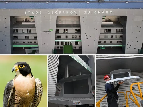 Insolite : Bientôt de nouveaux supporters pas comme les autres à...