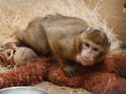 Loire : Un bébé singe détenu illégalement débarque au refuge Tonga...