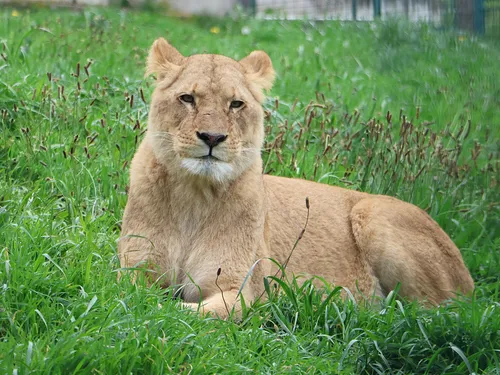 Loire : Le refuge Tonga Terre d'Accueil récupère 4 lionnes de cirque 
