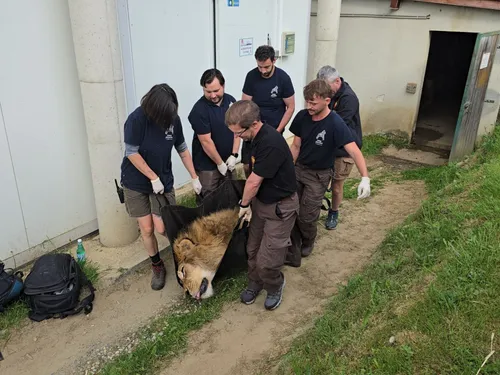 Le lion Layish quitte Saint-Martin-la-Plaine pour l'Afrique-du-Sud