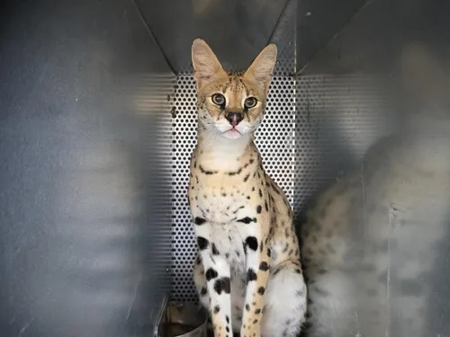 Loire : Quatre servals du refuge Tonga Terre d'Accueil s'envolent...