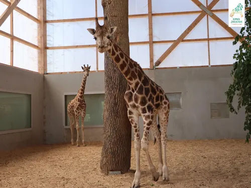 Des girafes débarquent dans la Loire !