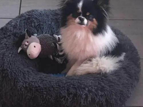 Saint-Bonnet-le-Château : Un habitant lance un appel à l'aide après...