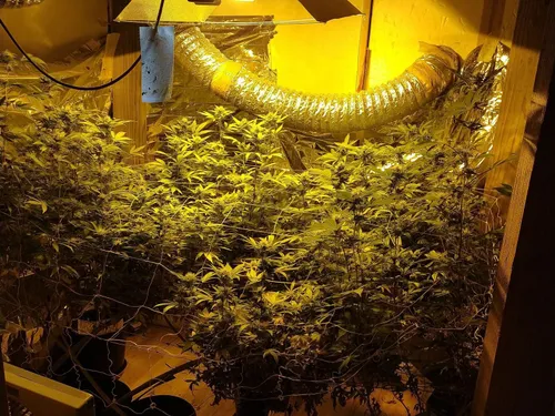 Cannabis, carabine, pistolet : les gendarmes font une...