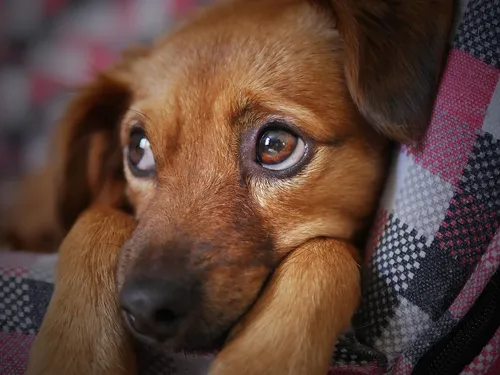 Plus de 13.000 signatures contre le salon du chiot prévu en octobre...