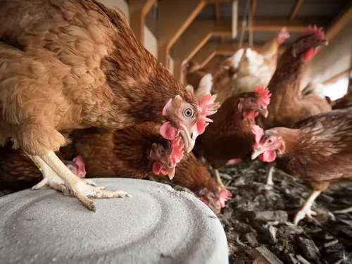 Montbrison : Offrez une seconde vie à une poule pondeuse !