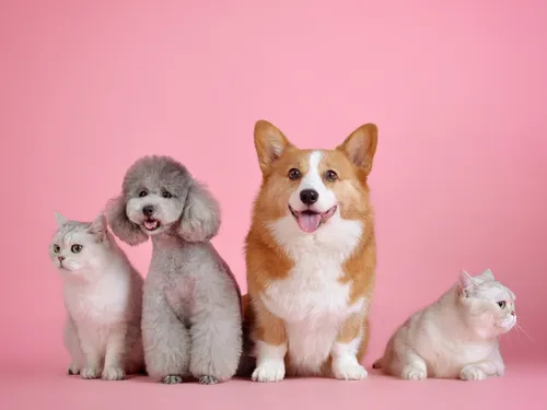 Le Salon de l'adoption d'animaux c'est oui, le Salon du Chiot c'est...
