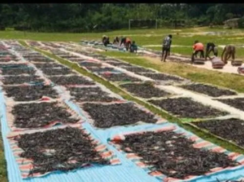 Deux Ligériens se font une place sur le marché de la Vanille