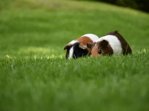 Sorbiers : mais d'où viennent ces dizaines de cochons d'Inde...