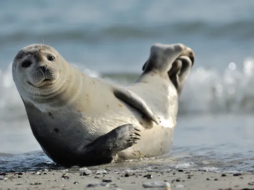 Carte Postale : Champagne FM vous emmène en Baie de Somme 