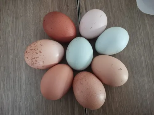 Dans les Ardennes, une vouzinoise élève des poules qui pondent des...