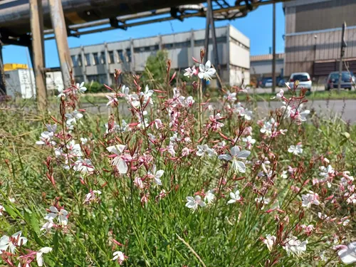 Visite printanière, découverte process & biodiversité ArcelorMittal