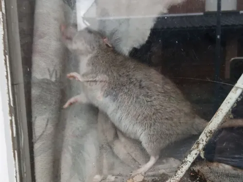 Boeschepe : près de 500 rats découverts dans une maison, la...