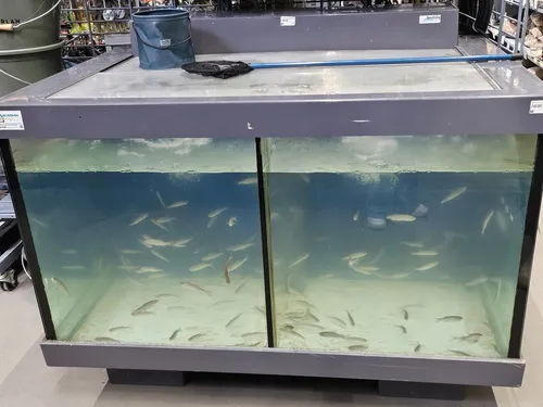 Pourquoi Decathlon Grande-Synthe arrête la vente de poissons vivants ?