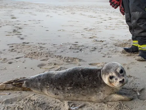 Bray-Dunes : un jeune phoque pris en charge