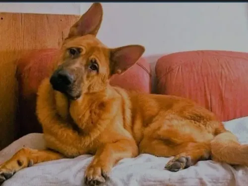 Sangatte : le sort du chien mordeur, Aslan, reste en suspens après...