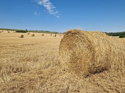 Renty : « c’est la première fois que je récolte le blé avant le 14...
