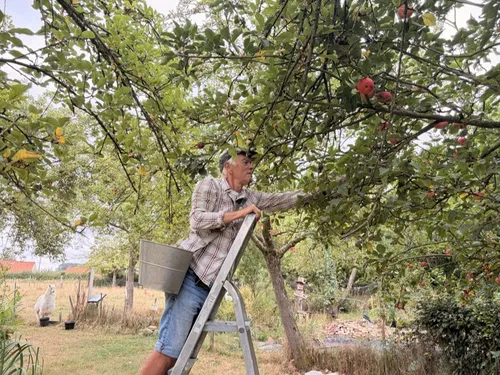 Nortkerque : face au défi climatique, la Fête de la Pomme revient...