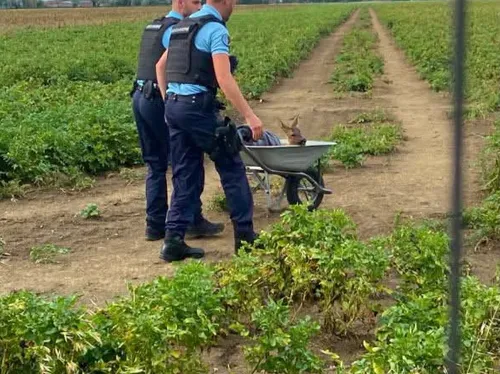 Estaires : un chevreuil pris au piège dans un jardin
