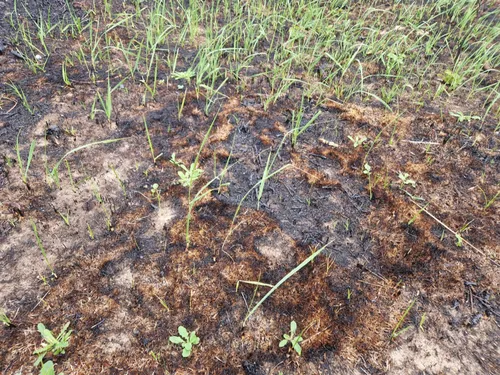 Incendie à Dannes : grenouilles carbonisées, milieux naturels...