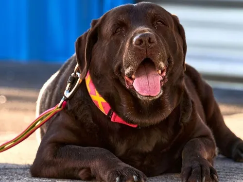 Wimereux : un labrador chute d'une falaise, les pompiers...