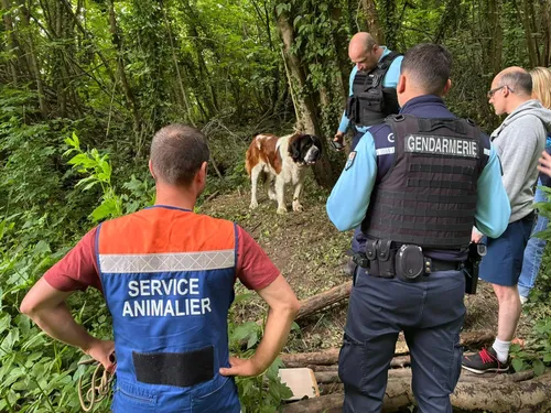 Un Saint-Bernard abandonné dans les bois à Rety