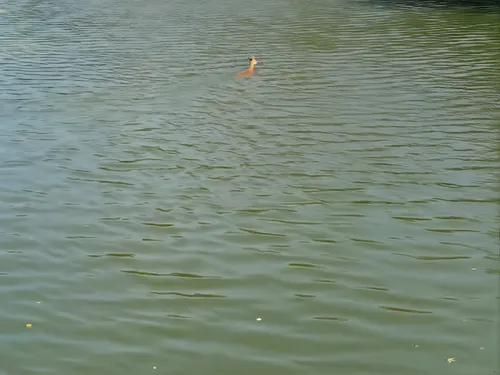À Bergues, une chevrette sauvée des eaux du canal 