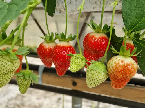 Moulle : « une saison normale » pour les fraises explique un...