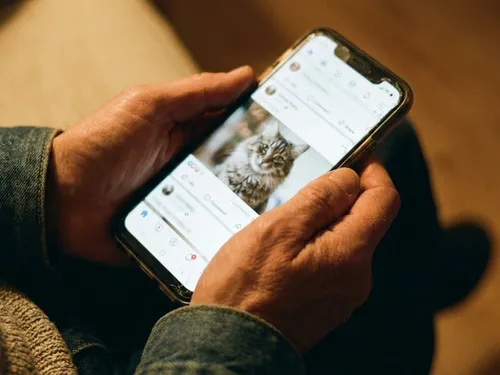 Outreau : une arnaque à l'adoption de chats en ligne