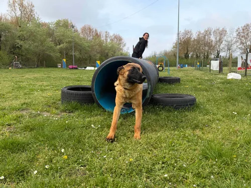 Calais : un parc d'attractions... pour chiens !