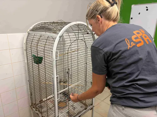 Saint-Omer : 80 animaux récupérés pour maltraitance, un fléau...