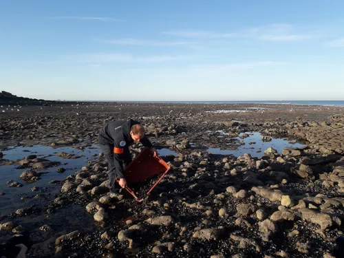 Boulonnais : restez dans les clous pour ramasser vos moules