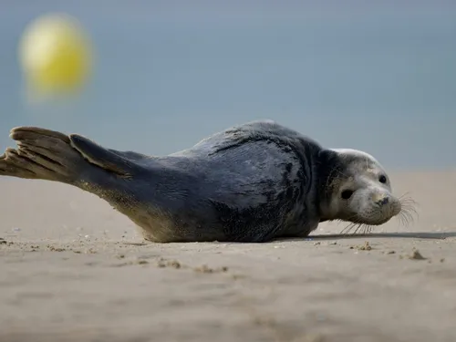 Bray-Dunes : le petit phoque retrouvé sur la plage est mort