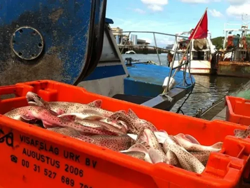 Renégociation des prêts, étalement des charges… Comment sauver la...