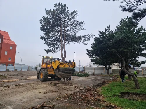 Dunkerque va sauver ses arbres en les plaçant… en couveuse