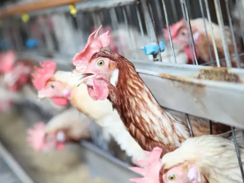 Un foyer détecté de grippe aviaire : le Dunkerquois passe en zone...