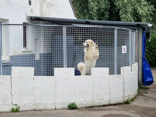 Saint-Omer : des animaux éprouvent des difficultés à être adoptés,...