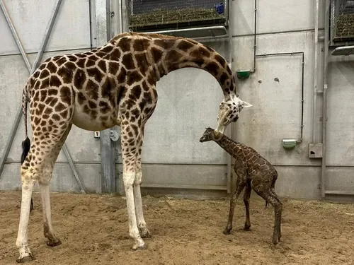 Un girafon est né à Bellewaerde