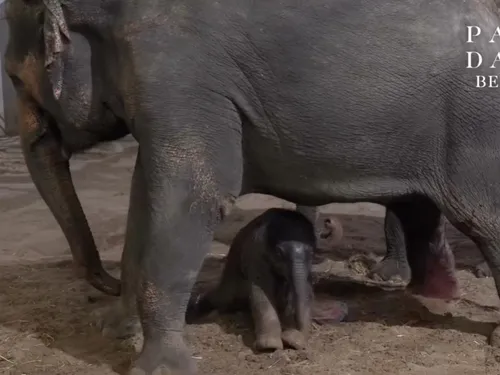 Pairi Daiza : naissance exceptionnelle d'un éléphanteau 