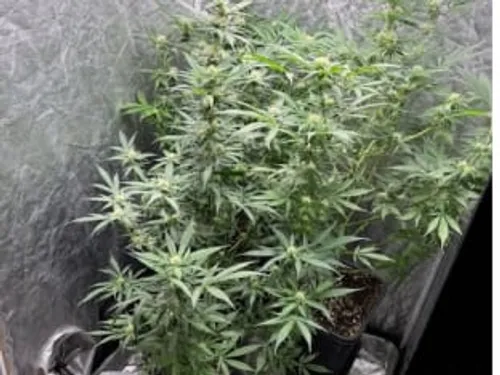 Drogue au volant à Bray-Dunes : les gendarmes découvrent chez lui...