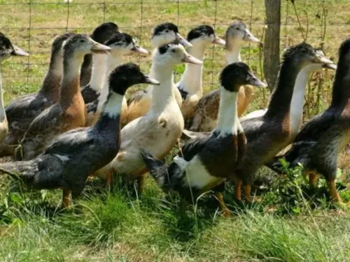 La grippe aviaire de retour dans les Flandres