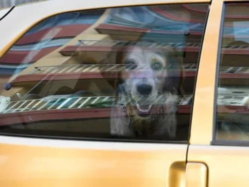 Parking de Bagatelle : un chien secouru après avoir été abandonné...