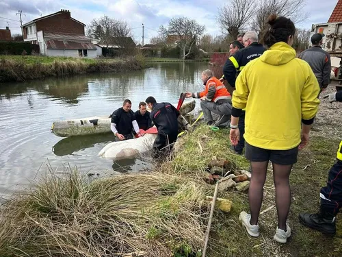 Saint-Omer : un cheval sauvé des eaux 