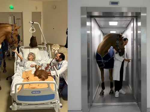 L'incroyable histoire de Peyo, le cheval qui aide les malades,...