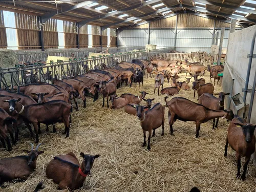 Merck-Saint-Liévin : le « Festi Cabri » revient avec en nouveautés...