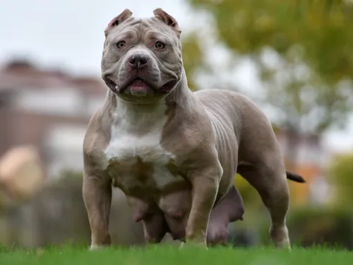 Boulogne-sur-Mer : un chien tué après une violente attaque par deux...