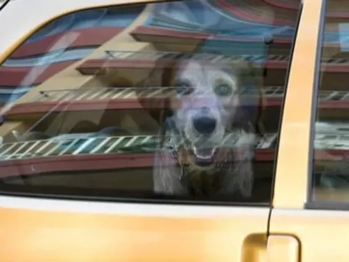 Un chien sauvé d'une mort certaine dans une voiture à...