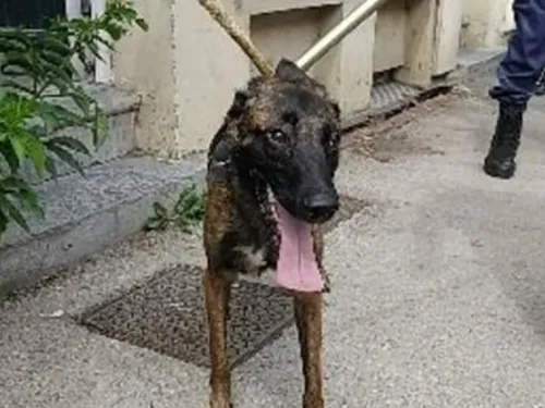 Merville : un chien récupéré par les gendarmes après des actes de...