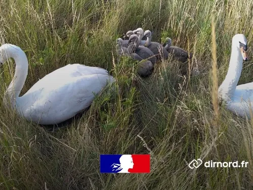 Calais : une famille de cygnes sauvée d'une mort certaine sur l'A16