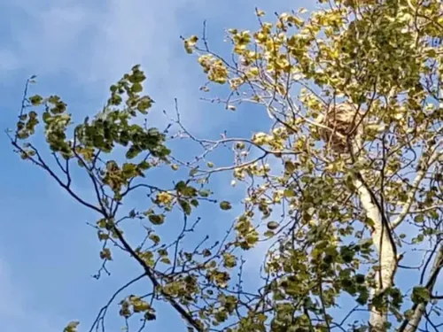 Saint-Pol-sur-Mer : un homme a frôlé la mort après une piqûre de...